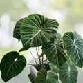 Philodendron ‘Gloriosum’ Plant in 3 Gallon Pot - Easy Care Tropical Foliage Houseplant - Philodendron Gloriosum