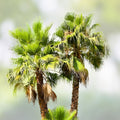 Washingtonia Hybrid Fan Palm Seeds – 25 Fresh Fall 2024 Seeds, Robusta/Filifera Variety, Rare Tropical Plant Seeds
