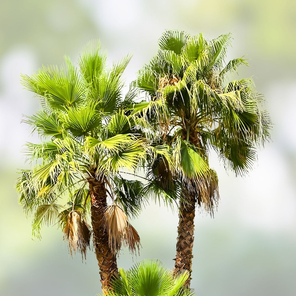 Washingtonia Hybrid Fan Palm Seeds – 25 Fresh Fall 2024 Seeds, Robusta/Filifera Variety, Rare Tropical Plant Seeds