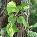 Large Bare Root Climbing Pothos Plant 12-15" Epipremnum aureum with Multiple Leaves