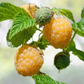 Fall Gold Raspberry Plant - Rooted | Gold Colored Raspberry | Rubus idaeus 'Fall Gold' | Zones 3-8