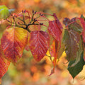 Snake Bark Maple Tree Seeds - 30 Seeds - Acer capillipes - Unique Bark, Deciduous Tree, Ornamental Planting, Japanese Maple Seeds
