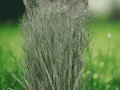 25 Seeds Heavy Metal Switchgrass Panicum virgatum Ornamental Prairie Grass