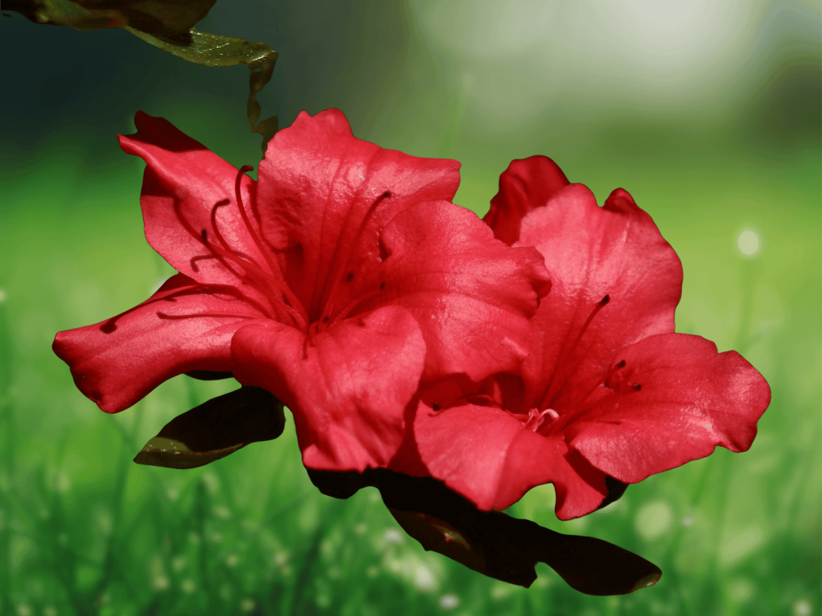 1 Live Plant Red Ruffle Azalea Rutherford Hybrid Gallon Pot