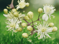 30 Seeds Clematis vitalba Traveller's Joy Old Man's Beard Climbing Vine
