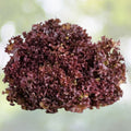 Red Salad Bowl Lettuce Seeds | Heirloom NON-GMO | Lactuca sativa | Home Gardening Lettuce Varieties