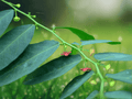 5 Sauropus androgynus Seeds
