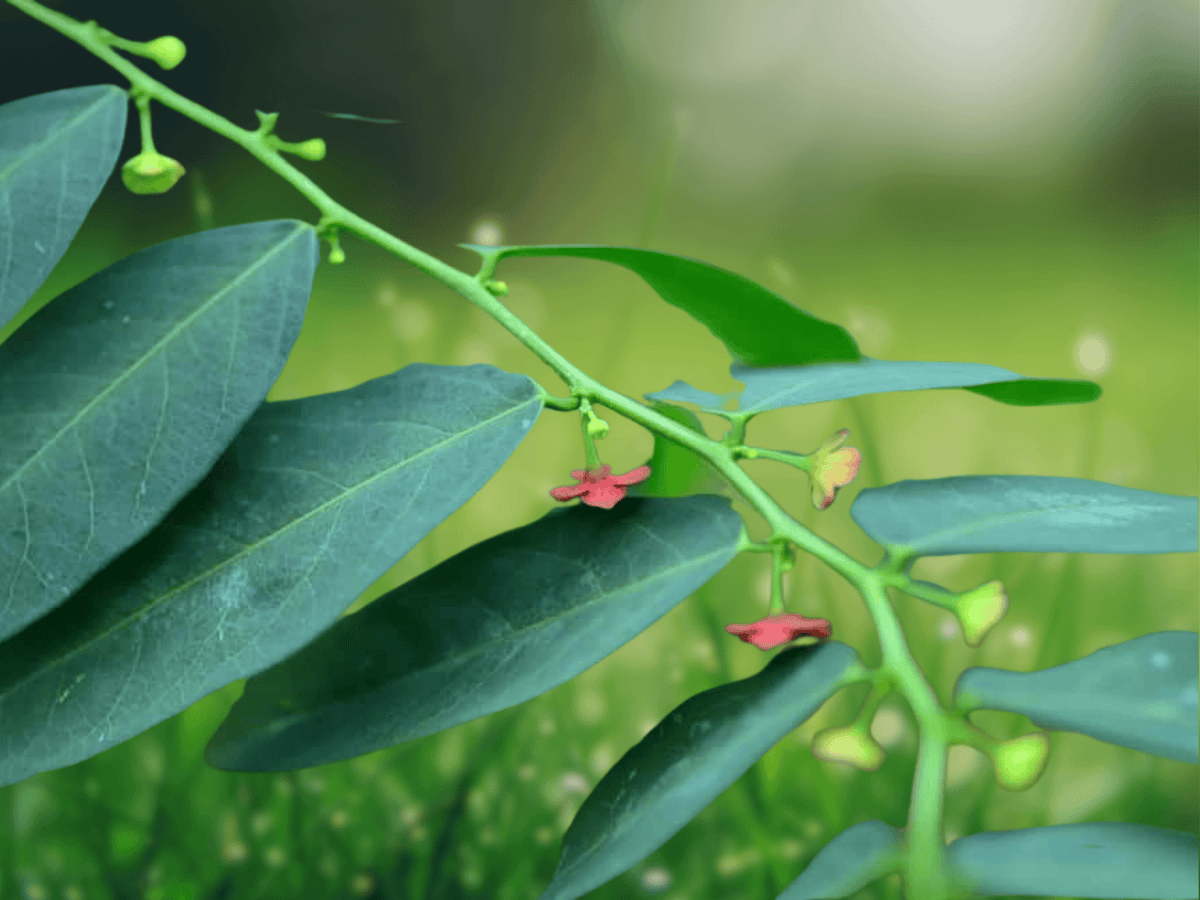 5 Sauropus androgynus Seeds