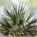 Nannorrhops Ritchiana Live Plant Silver Mazari Palm Indoor Outdoor 1 Year Old Pakistan Origin