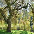 Weeping Willow Tree - Live Plant with Arching Canopy - Salix babylonica - Memorial Gift