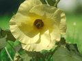 10 Seeds Motherland Okra Abelmoschus esculentus Heirloom Warm Season Vegetable Garden