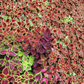 Coleus Seeds 1000 Count Jazz Combo Mix Colorful Foliage for Gardens and Containers (Coleus spp.) Non-California Shipping