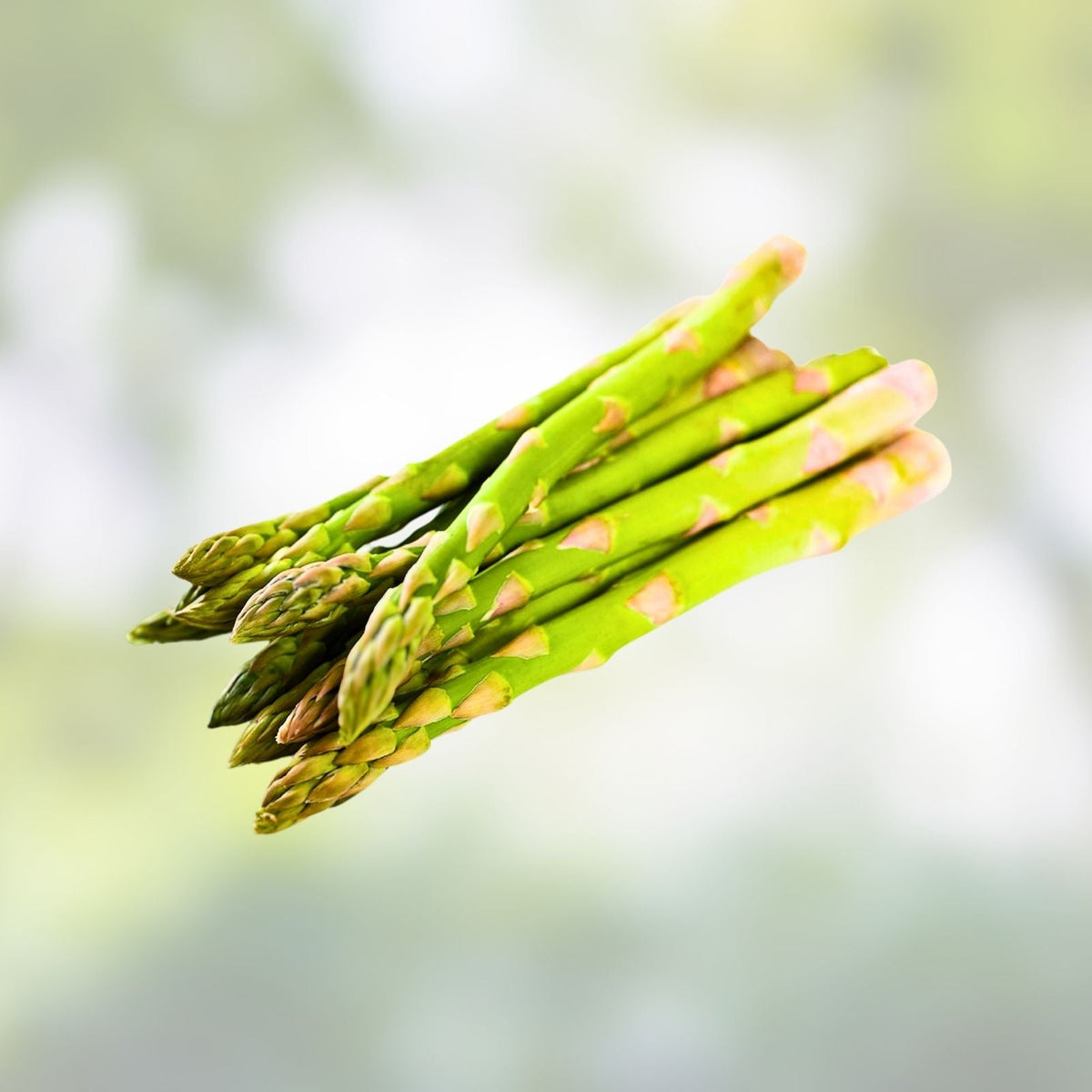Asparagus Seeds 25 Count Mary Washington Heirloom Vegetable Seeds - Asparagus officinalis, Organic, Non-GMO, Garden Planting Supplies
