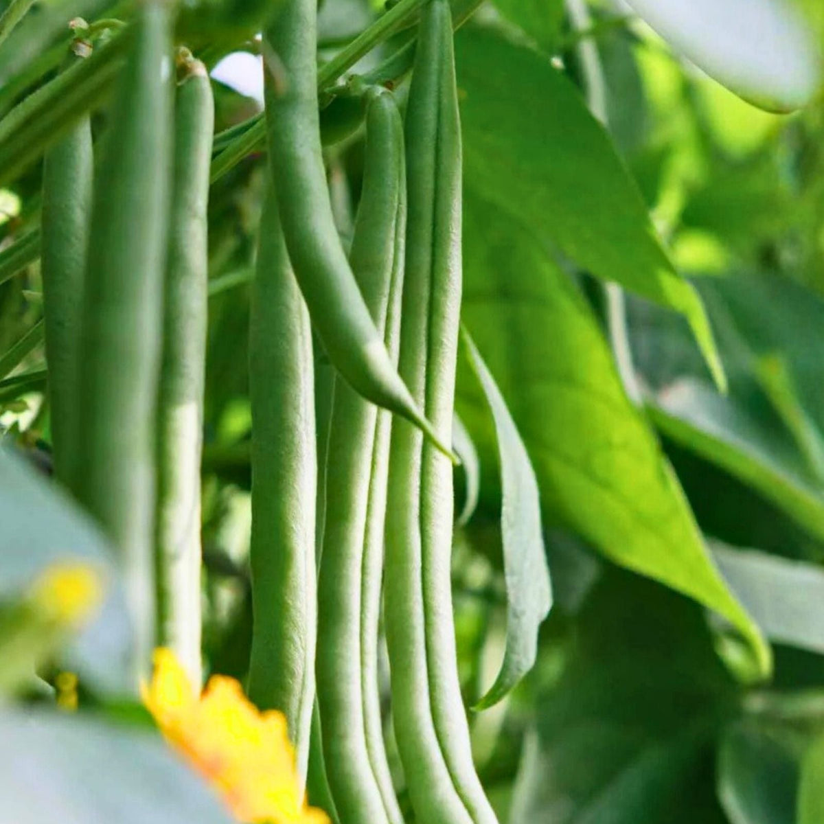 Heirloom Bean Seed Collection - 6 Organic Varieties for Home Gardening - Phaseolus vulgaris - Vegetable Seeds