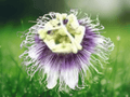 5 Seeds Passiflora edulis var flavicarpa Yellow Passion Fruit Vine