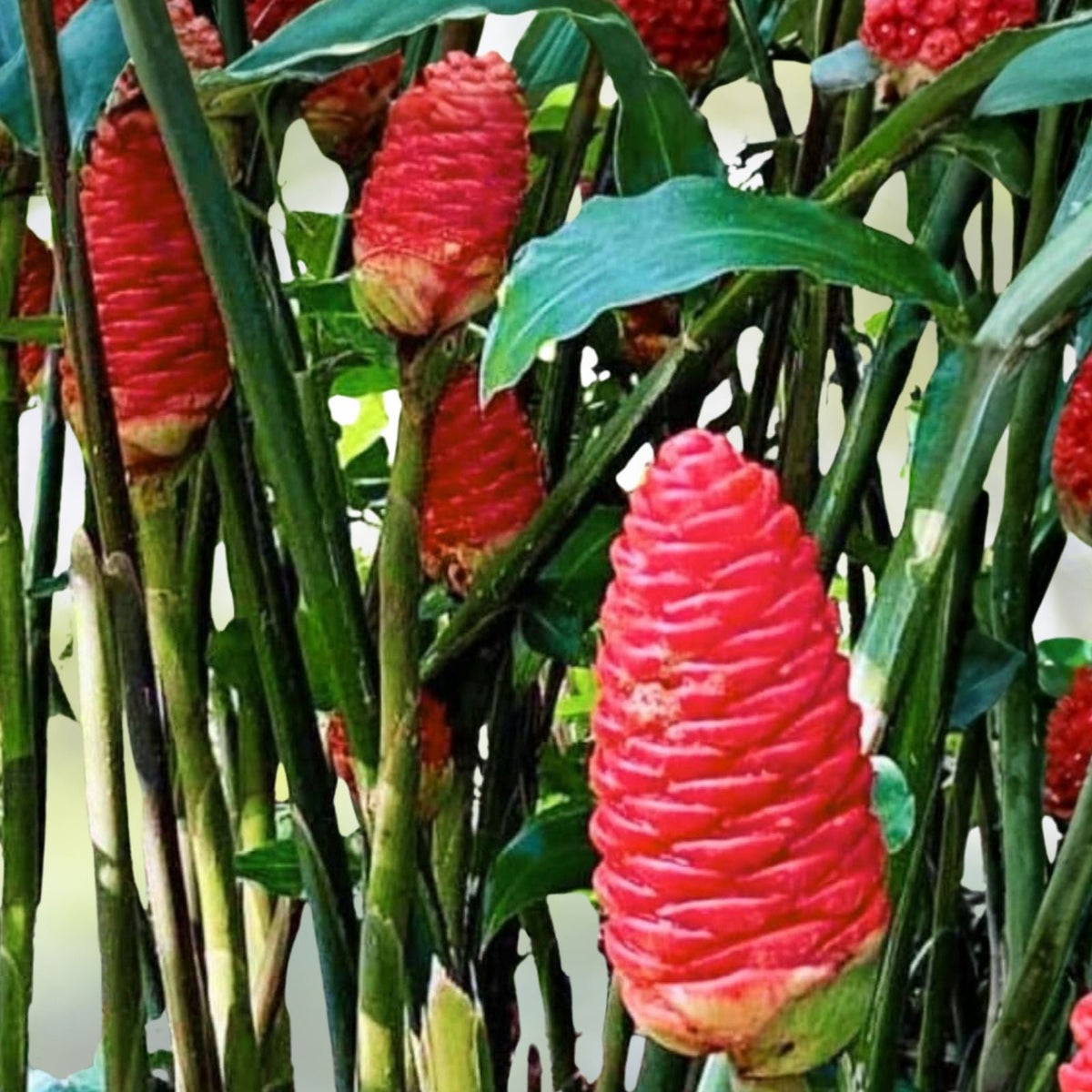 Shampoo Ginger Rhizomes 10 Count Tropical Zingiber zerumbet Awapuhi Kuahiwi Natural Shampoo Gel Fresh Harvested