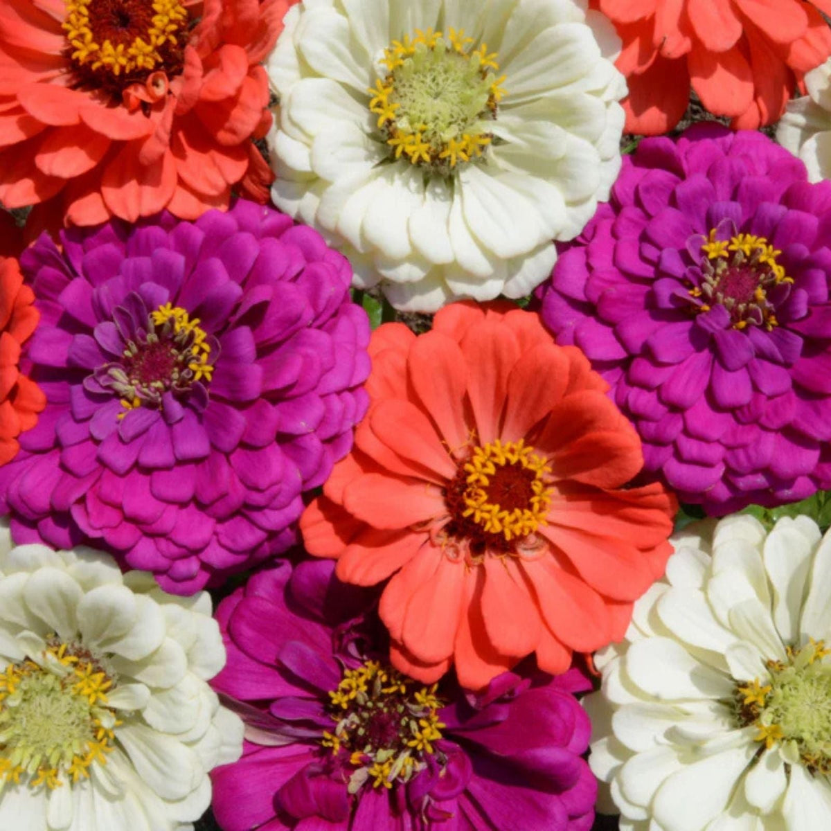 Zinnia Seeds Mix - 100 Organic Painted Wagon Flower Seeds - Colorful Garden Plants - USA Grown
