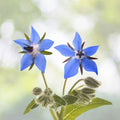 Borage Flower Seeds 75+ | Borago Officinalis | Medicinal Herb & Edible Flower Seeds for Garden Planting