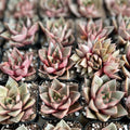 Echeveria Purpusorum Succulent in 2.5” Pot - Green with Reddish Brown Spots - Drought Tolerant Plant - Echeveria purpusorum