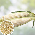 White Popcorn Seeds 50+ Non-GMO Japanese Hulless Corn Zea mays everta for Home Garden Free Shipping USA