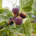 Fig Tree Starter Plant - Rooted Cuttings - Edible Fruit Variety - Ficus carica - Home Garden Plant