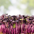 Rambo Radish Microgreen Seeds 2oz Packet Brassica Rapa Sprouting Seeds for Microgreens and Gardening