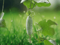 10 Seeds Coccinia grandis Ivy Gourd Climbing Vine Edible Tropical Perennial