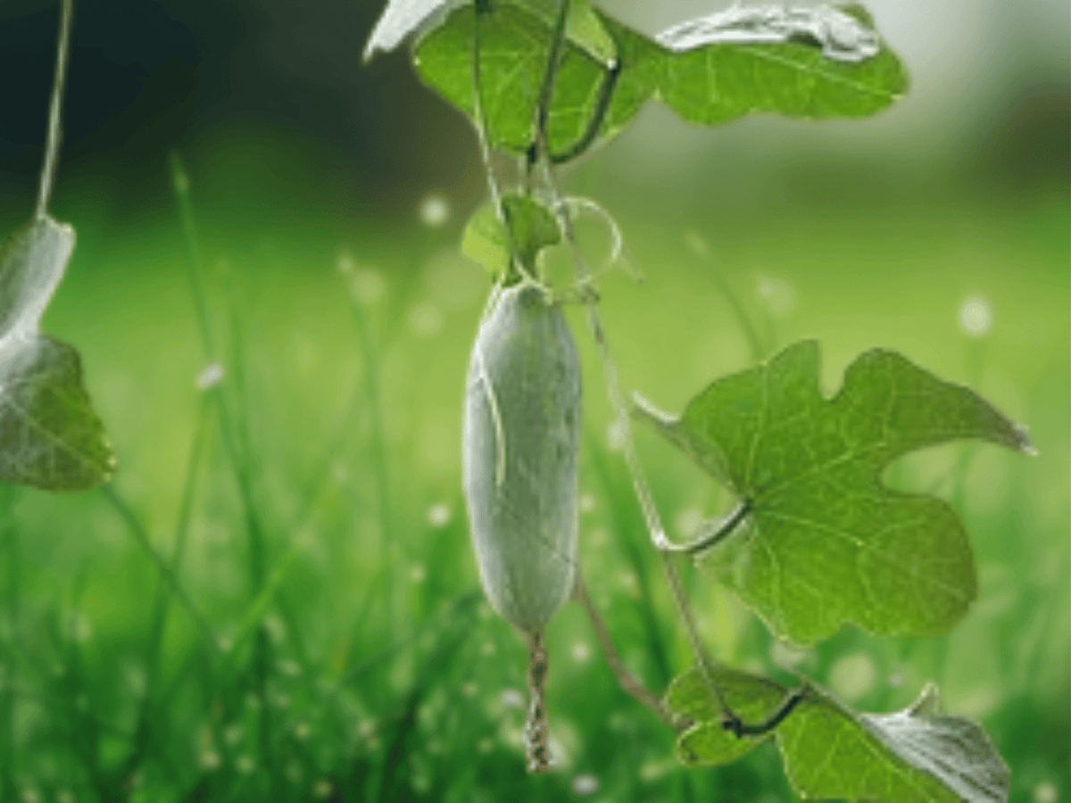 10 Seeds Coccinia grandis Ivy Gourd Climbing Vine Edible Tropical Perennial