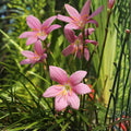 5 Bulb Rainlily Pink - Charming Zephyr Lily Flowers - Zephyranthes, Amaryllidaceae for Garden Landscaping
