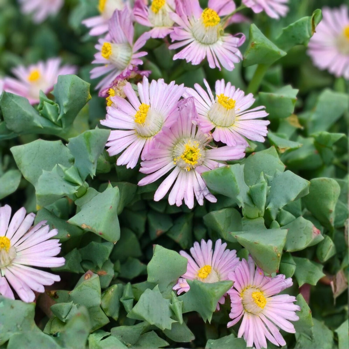Oscularia deltoides Cuttings 10 Pieces, Deltoid-Leaved Dew Plant Succulent Garden Starter, 4-6 Inch Succulent Propagation