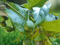 5 Seeds Aristolochia tagala Dutchman's Pipe Vine Tropical Climber