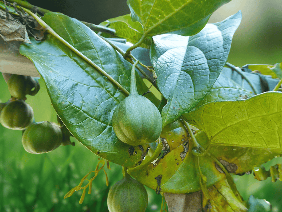 5 Seeds Aristolochia tagala Dutchman's Pipe Vine Tropical Climber