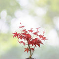 American Red Maple Tree 2' Sapling Live Plant, Acer Rubrum, Ornamental Shade Tree with Vibrant Fall Colors