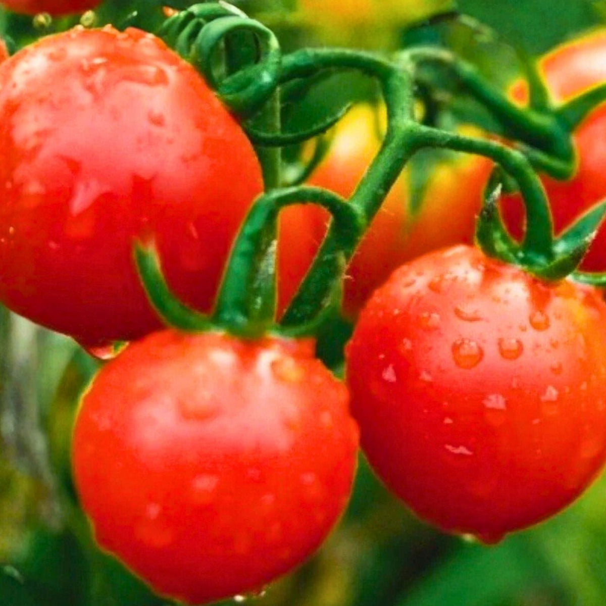 Heirloom Tomato Seeds Collection - 4 Non-GMO Varieties for Home Gardening - Solanum lycopersicum