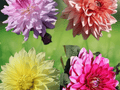 5 Seeds Dahlia Dinnerplate Mixed Hybrids Open Pollinated