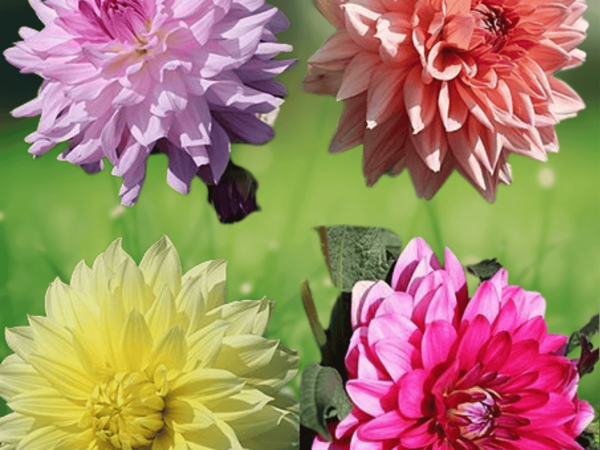 5 Seeds Dahlia Dinnerplate Mixed Hybrids Open Pollinated