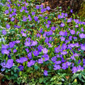 Periwinkle Ground Cover Live Plants Set of 12, Vinca Minor, Hardy, Drought Tolerant, Low Maintenance Garden Plants