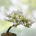 Japanese White Lilac Bonsai Tree Seeds - 30 Pack - Syringa vulgaris - Stunning White Blooms - Easy to Grow Indoor or Outdoor Plant