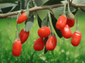 10 Seeds Goji Berry Shrub Lycium chinense Hardy Fruit Plant