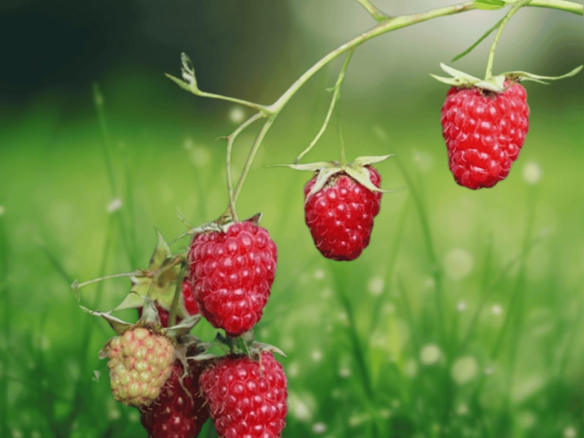 1 Live Plant Galaxy Blackberry Rubus Starter Plug