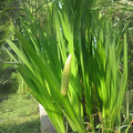Sweet Flag Seeds (50) - Acorus americanus - Native Wetland Plant for Gardening and Landscaping