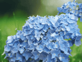 1 Live Plant All Summer Beauty Hydrangea Bigleaf Mophead Reblooming Shrub