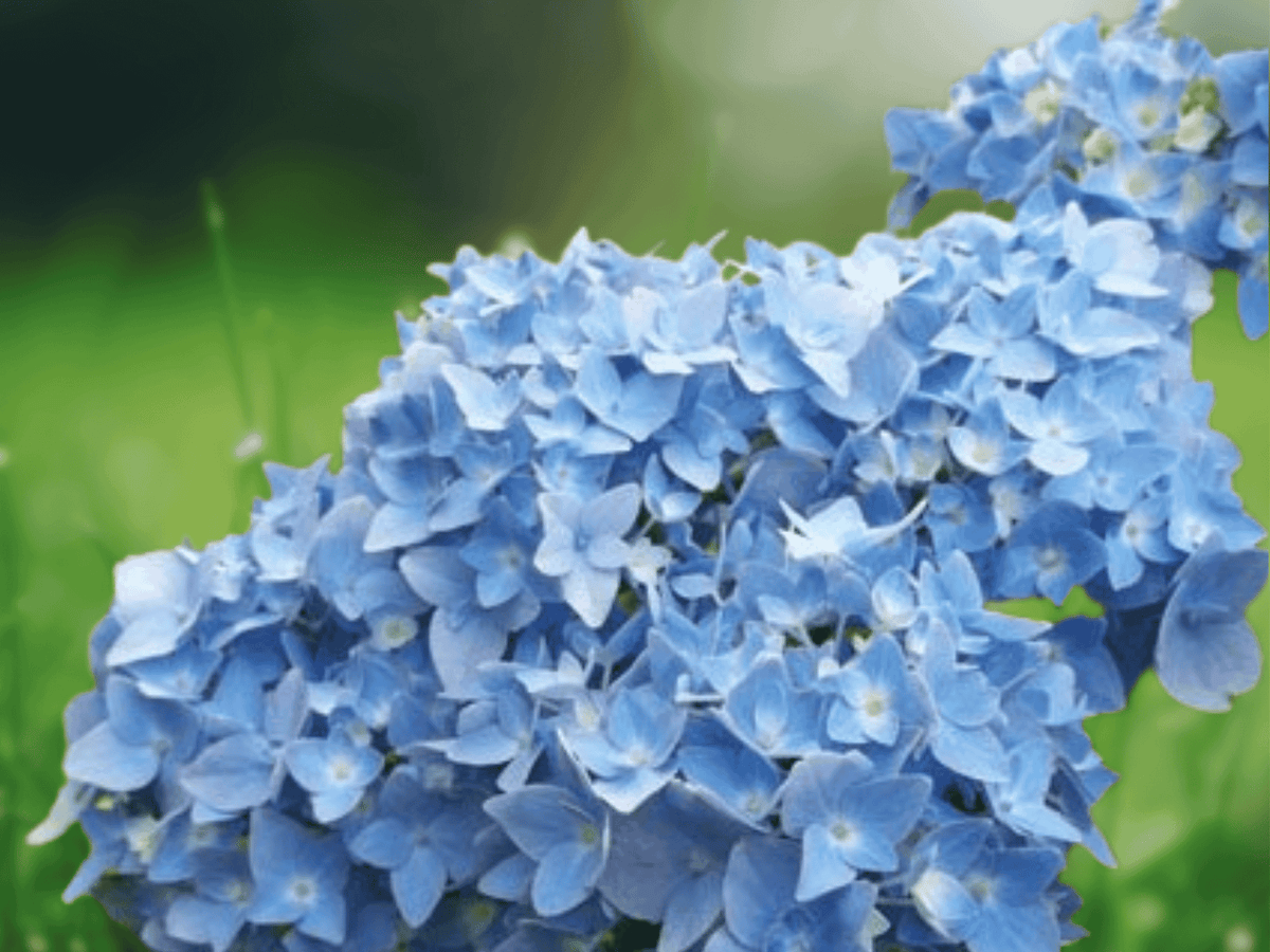 1 Live Plant All Summer Beauty Hydrangea Bigleaf Mophead Reblooming Shrub
