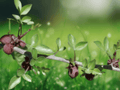 5 Seeds Commiphora berryi Balm of Gilead Tree Rare Fragrant Resin Plant