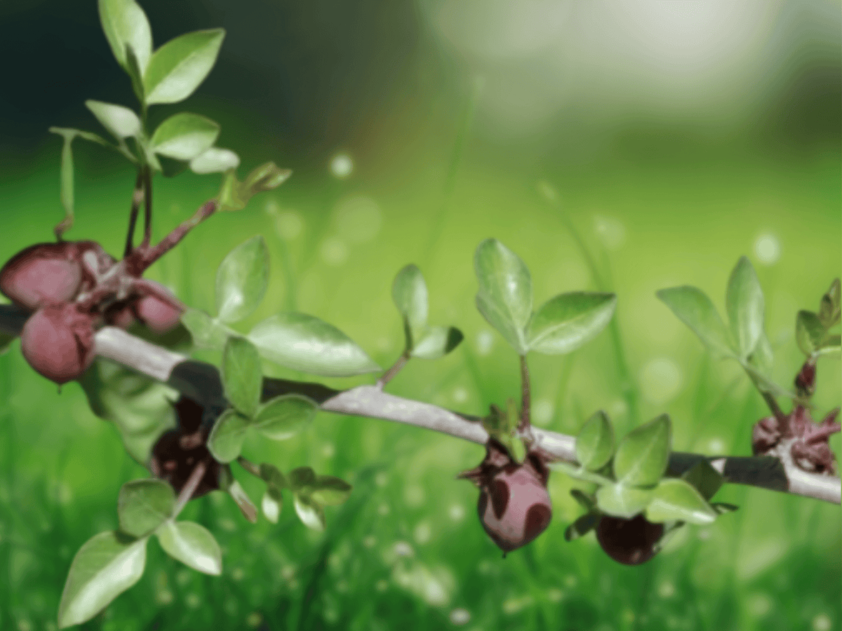 5 Seeds Commiphora berryi Balm of Gilead Tree Rare Fragrant Resin Plant