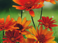 5 Seeds Heliopsis scabra New Red Hybrids False Sunflower Perennial