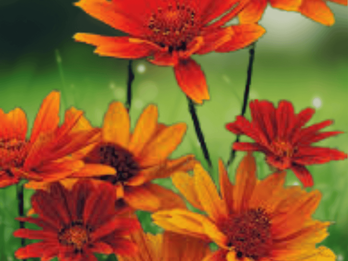 5 Seeds Heliopsis scabra New Red Hybrids False Sunflower Perennial