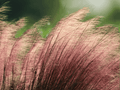 10 Seeds Pink Muhly Grass Muhlenbergia capillaris Ornamental Grass
