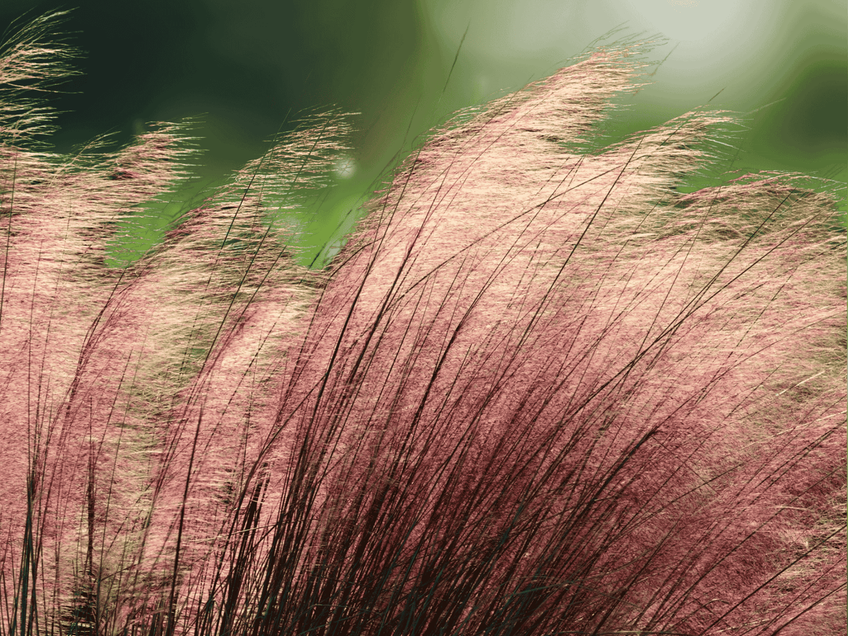 10 Seeds Pink Muhly Grass Muhlenbergia capillaris Ornamental Grass