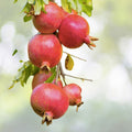 Pomegranate Fruit Tree Seedling 1ft - Wonderful Variety, Bright Red Fruit, Orange Flowers, Punica Granatum